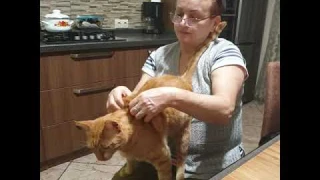 Массаж для котика