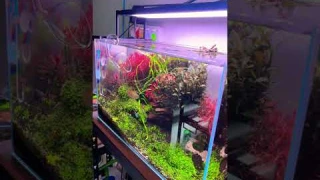 Planted Aquarium | Chihiros WRGB II SLIM light