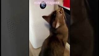 Очиститель воздуха Xiaomi 14