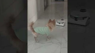 삼성 비스포크 제트 봇 ai 청소기 펫 돌봄 기능 사용 중