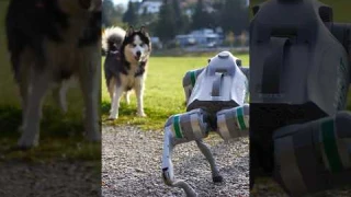 Walking with my robot buddy! 🏔️🐕 UNITREE Go2 Air #tech #dog #robot #nature