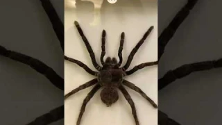 Гигантские насекомые 🦟👀 #паук #палочник #жук #тропики