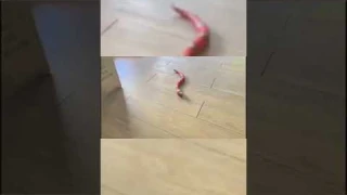 Змея для кота