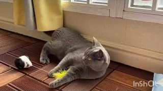 9 полезных товаров для кошек🐱 с Алиэкспресс