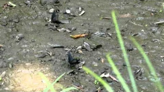 ２羽の蝶の舞、朝の散歩中の動画、DMZ-FZ1000