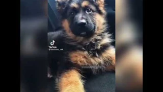 Эдит Немецкая овчарка!🐾🌺