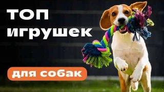 ТОП-5 лучших игрушек для собак 🐶 Какие игрушки действительно нужны вашей собаке?