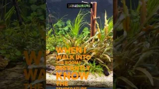 The Hygger HG-043 Double Quartz Heater Review Fresh Water Tropical Fish Aquarium