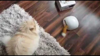 ЛИСИЙ ХВОСТ интерактивная игрушка для котов PetSafe FroliCat Fox Den