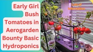 Early Girl Bush Tomatoes in Aerogarden Bounty Basic Hydroponics, Big size