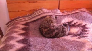 Обзор лазерных игрушек. Опыт кота Василия