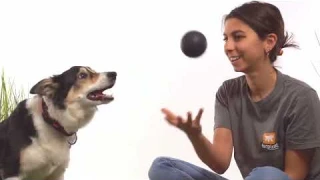 Инновационная игрушка мяч для собак Ferplast CHEWA BOING