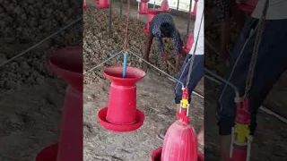 poultry business|पोल्ट्री फार्म को फिर से नए जैसा बनाने की तैयारी|