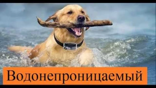 GPS трекер для собак и кошек Hadog (краткий обзор)