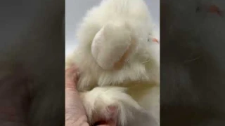 Tyco Kitty Kitty Kittens