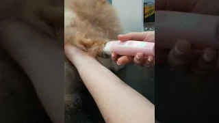 ZP-300 триммер-гриндер 4 в 1